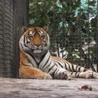 ����� �����