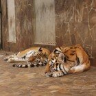 ����� �����