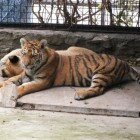 ����� �����