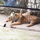 ����� �����