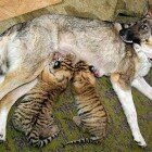 ����� �������