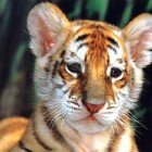 ����� �������