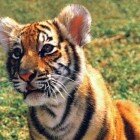 ����� �������