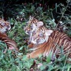 ����� �������