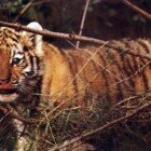 ����� �������