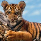 ����� �������