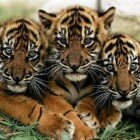 ����� �������