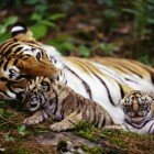 ����� �������