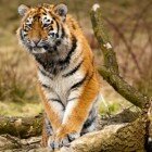 ����� �������