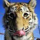 ����� �������