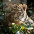 ����� �������