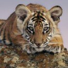 ����� �������