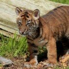 ����� �������