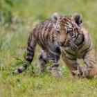 ����� �������