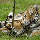 ����� �������