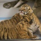 ����� �������