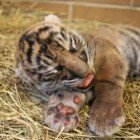 ����� �������