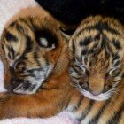 ����� �������