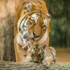 ����� �������