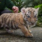 ����� �������