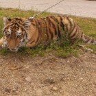 ����� �������