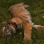 ����� �������