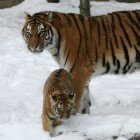 ������� �������