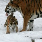 ������� �������