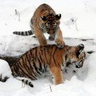 ������� �������