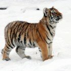 ������� �������