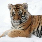 ������� �������