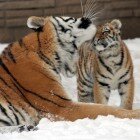 ������� �������