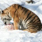 ������� �������