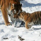 ������� �������