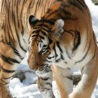 ������� �������