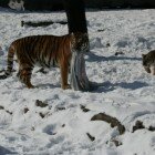 ������� �������