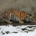 ������� �������