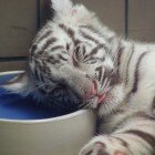 ����� �������