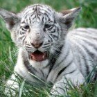 ����� �������