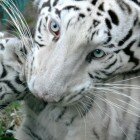 ����� �������