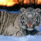 ����� �������