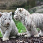 ����� �������