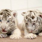 ����� �������