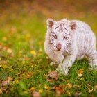 ����� �������