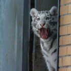 ����� �������