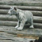 ���������� �������