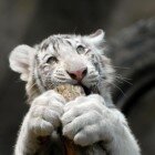 ���������� �������