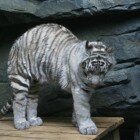 ���������� �������