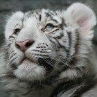 ���������� �������