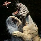 ����� �����